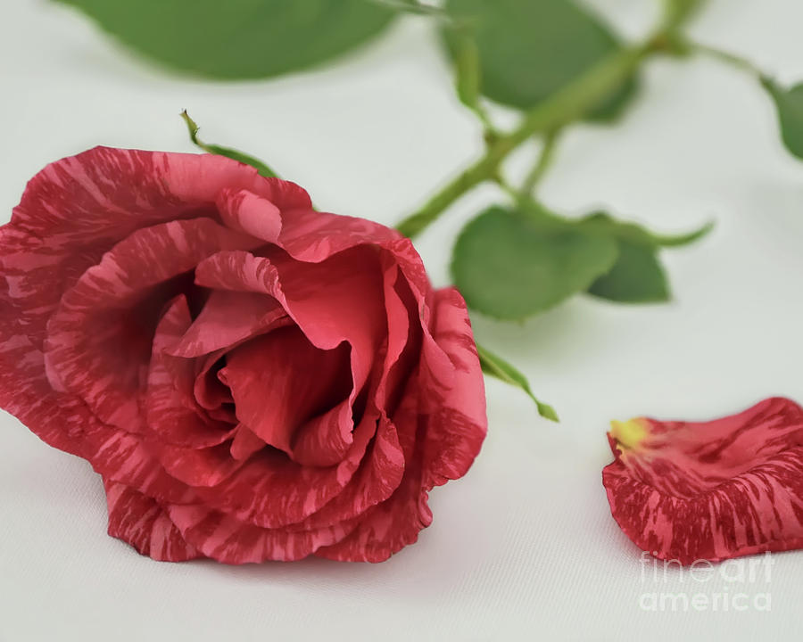Single Red Rose Photograph by Olga Hamilton