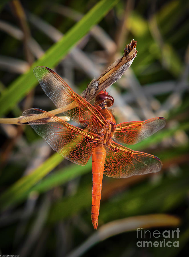 Red Skimmer Dragonfly 5 Photograph By Mitch Shindelbower - Fine Art America