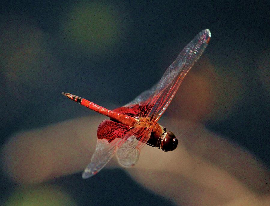 Red Skimmer In Mid-Air Photograph by Cynthia Guinn