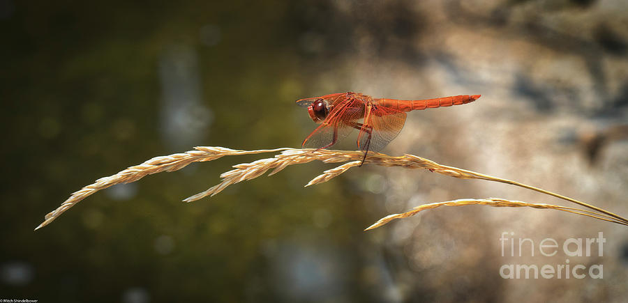 Red Skimmer on Wild Wheat Photograph by Mitch Shindelbower