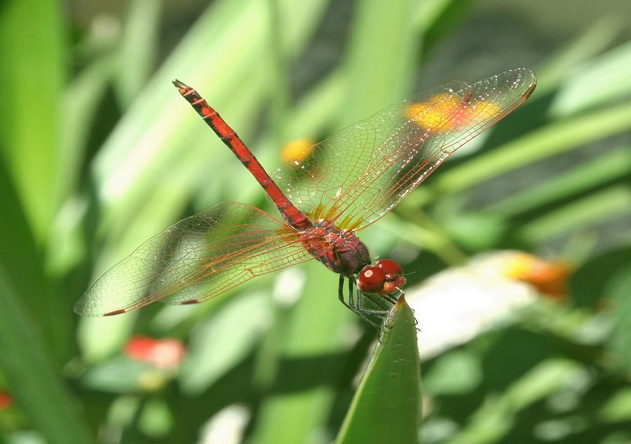 Dragon Photograph - Red Skimmer or Firecracker Dragonfly by Taiche Acrylic Art