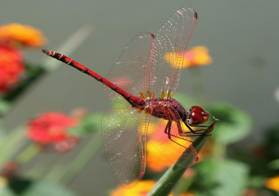 Red Skimmer or Firecracker Dragonfly With Lantana Background Photograph by Taiche Acrylic Art