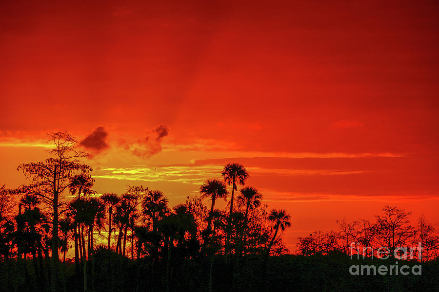 Red Sky and Tree Suntise Photograph by Tom Claud
