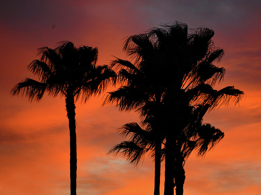 Red sky black palms Photograph by David Lee Thompson
