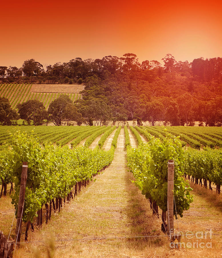 Red Sky Grapevines Photograph by Milleflore Images