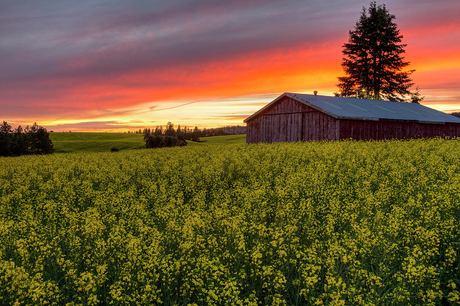 Red Sky over Canola Photograph by Mark Kiver