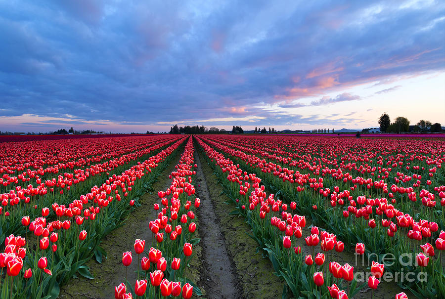 Red Sky over Tulips Photograph by Michael Dawson