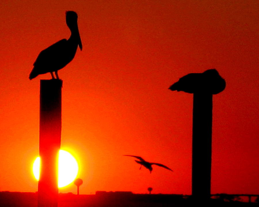 Red Sky Pelican Photograph by Larry Beat