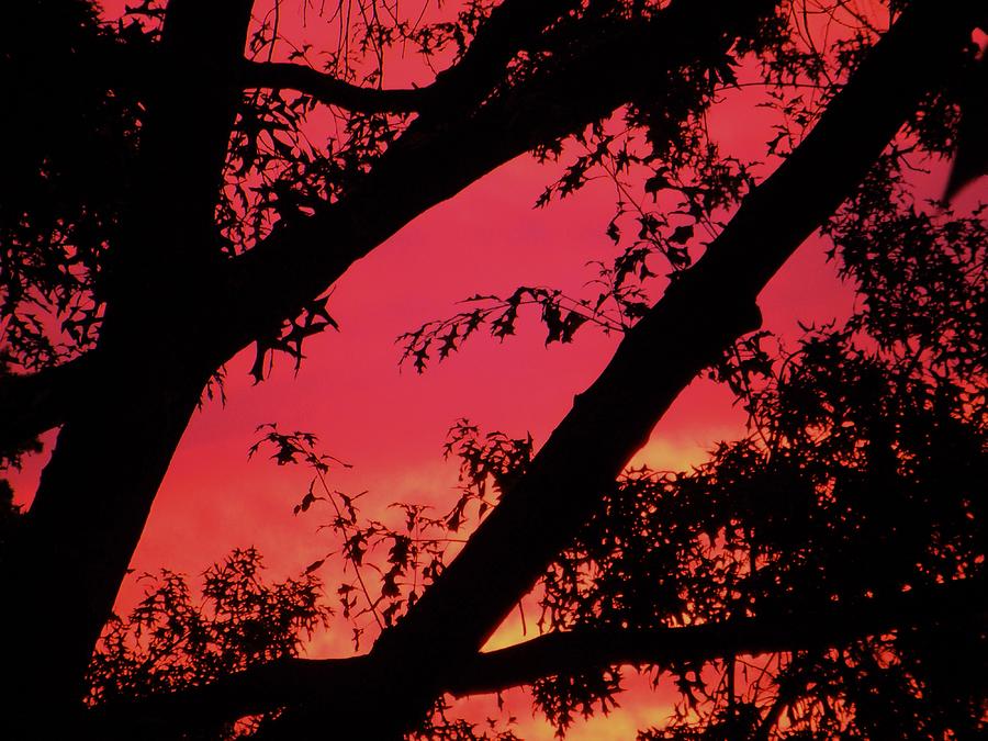 Red Sky Photograph by Susan Carella