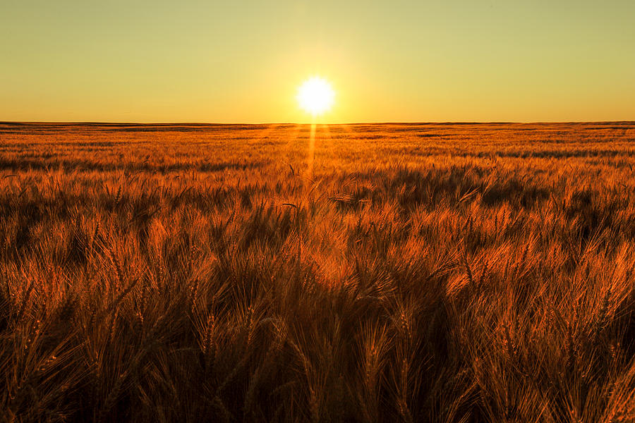 Red Sky Wheat Photograph by Todd Klassy