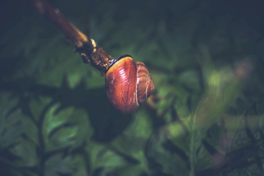 snailsvn failing to commit snailsvn failing to commit