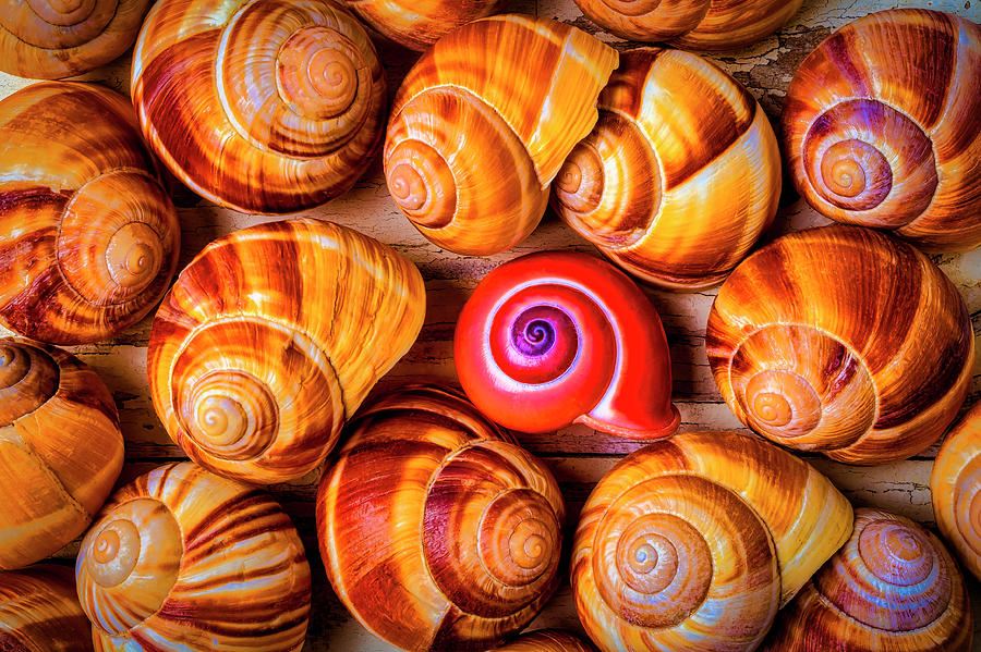 Red Snail Shell Photograph by Garry Gay