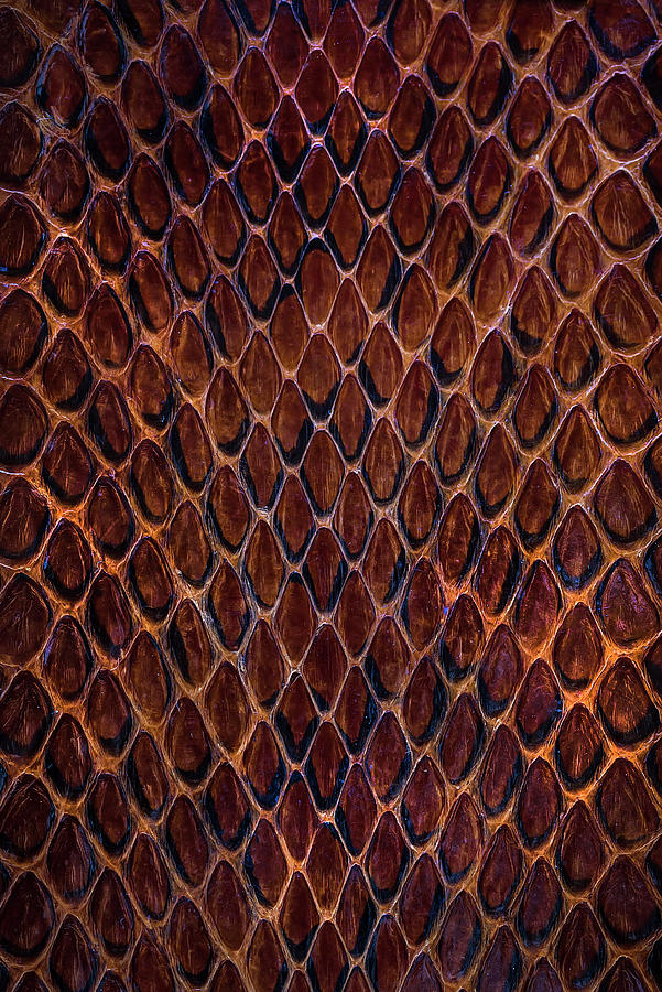 Red snake skin pattern Photograph by Jaroslaw Blaminsky