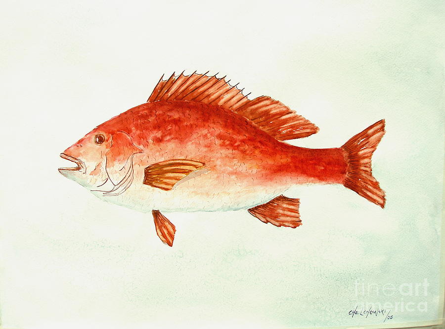 Red Snapper Painting by Miroslaw  Chelchowski
