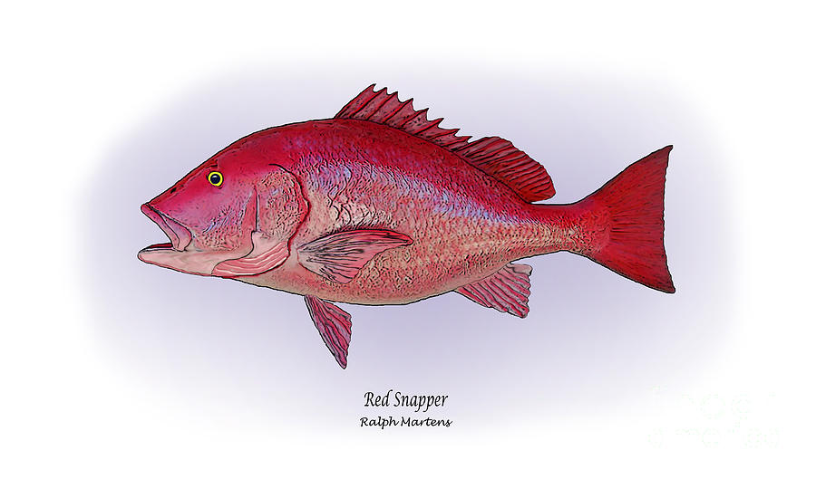Fish Painting - Red Snapper by Ralph Martens