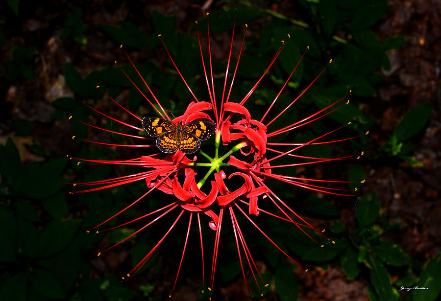 Red Spider Lily and Painted Lady Butterfly 001 Photograph by George Bostian