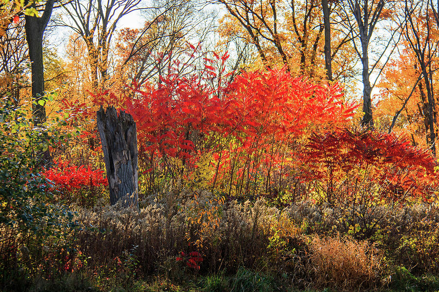 Red Splash of Fall Color Photograph by Joni Eskridge