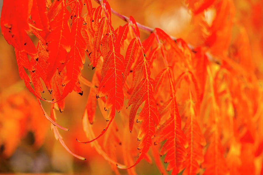 Red Split Leaf Sumac Leaves Photograph by Teri Virbickis