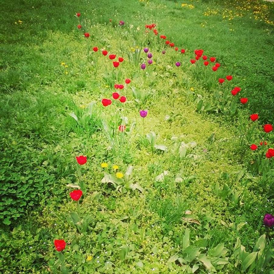 Spring Photograph - Red Spots On The Green Grass Carpet by Daniela Elena Vilcea
