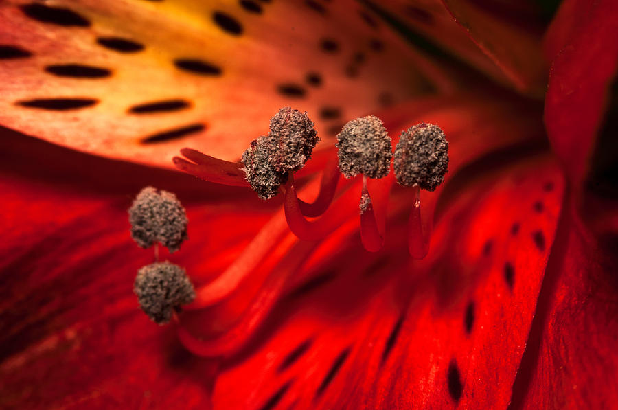 Red Spotted Flower Photograph By Chester Wiker