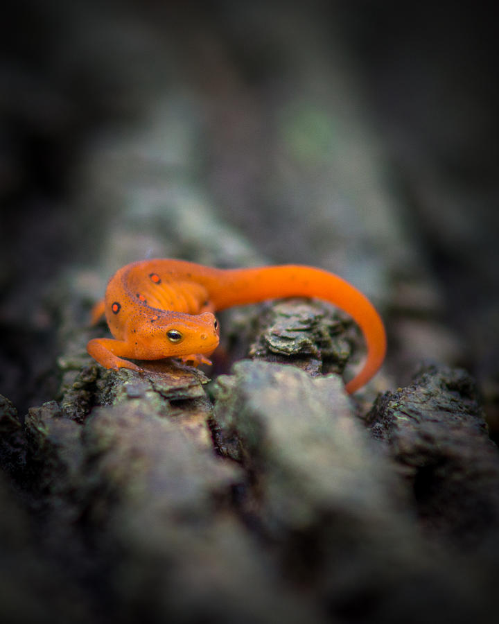 Red Spotted Newt Photograph by Chris Bordeleau