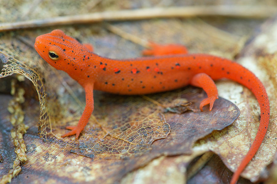 Red Spotted Newt Photograph - Red Spotted Newt  by Derek Thornton