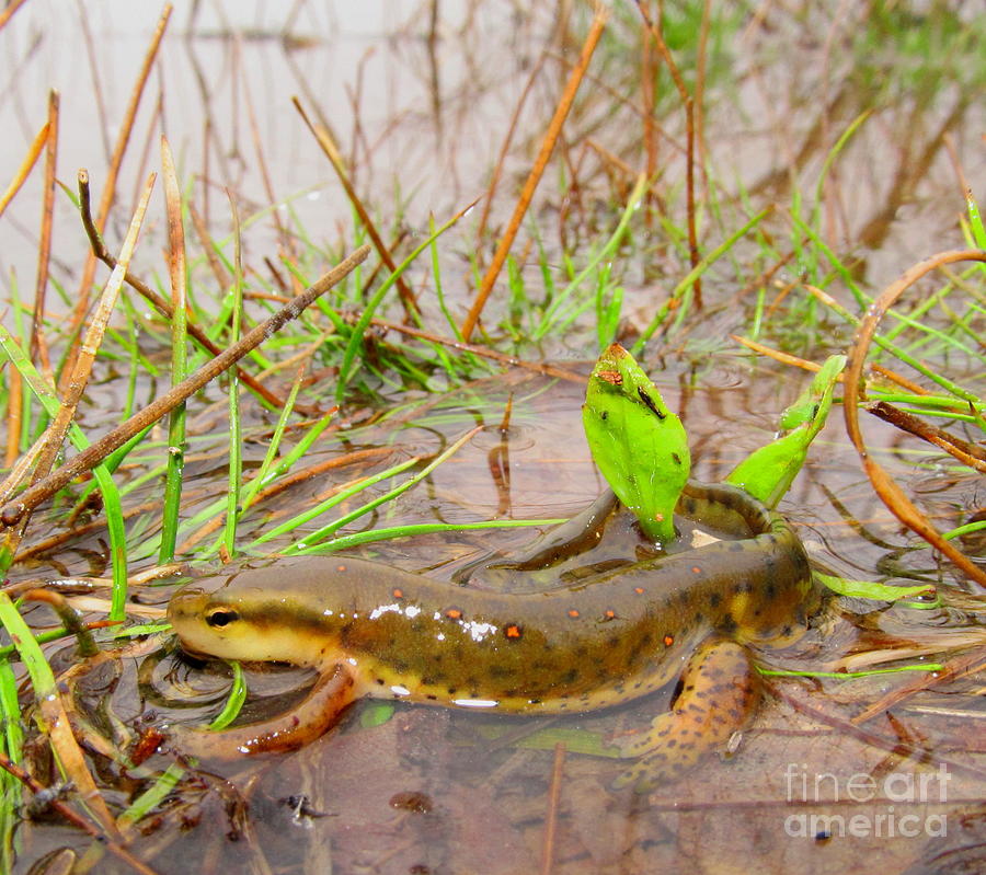 Red Spotted Newt Photograph