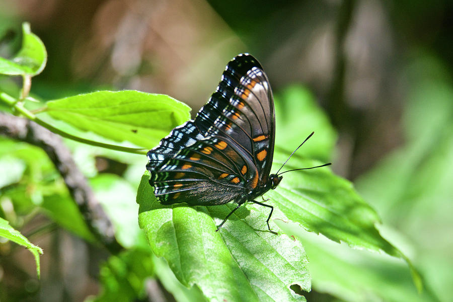 Red-spotted Purple 4172 Photograph by Michael Peychich