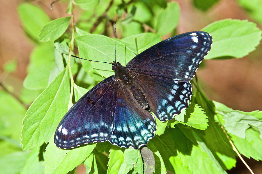 Red-spotted Purple 4209 Photograph by Michael Peychich