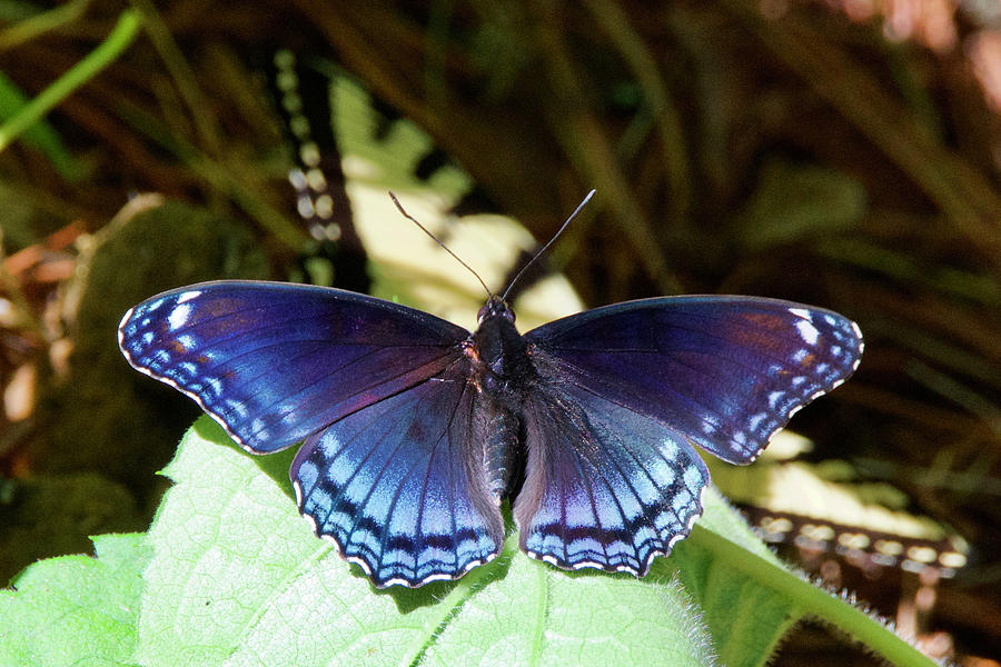 Red-spotted Purple 4257 Photograph