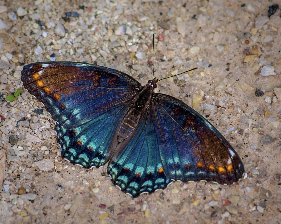 Red-spotted Purple Admiral Butterfly Photograph by Bill Pevlor