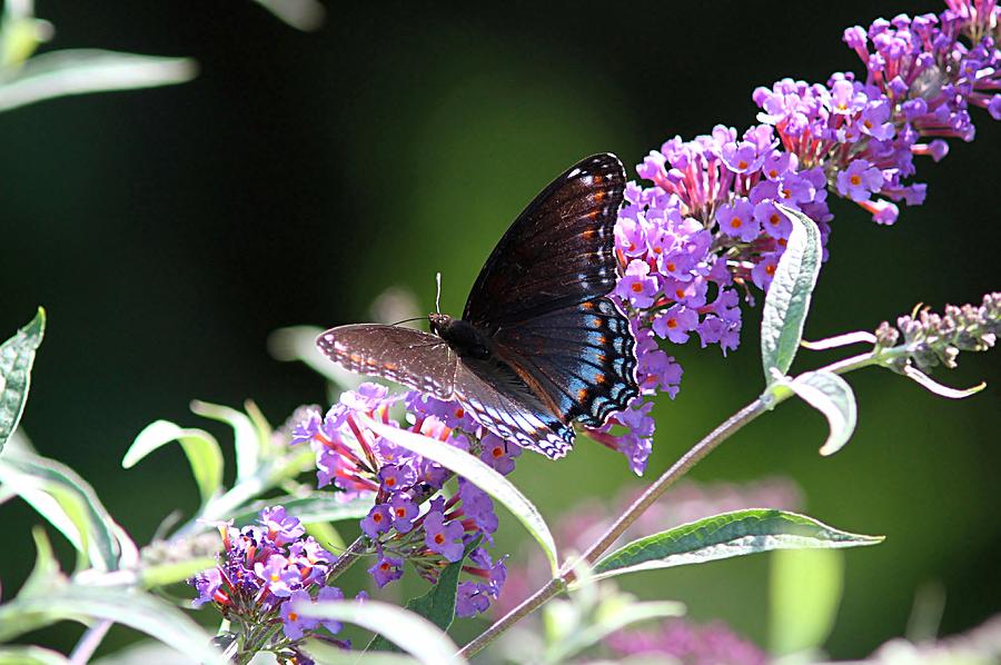 Red-spotted Purple Admiral Butterfly Photograph by Linda Crockett ...