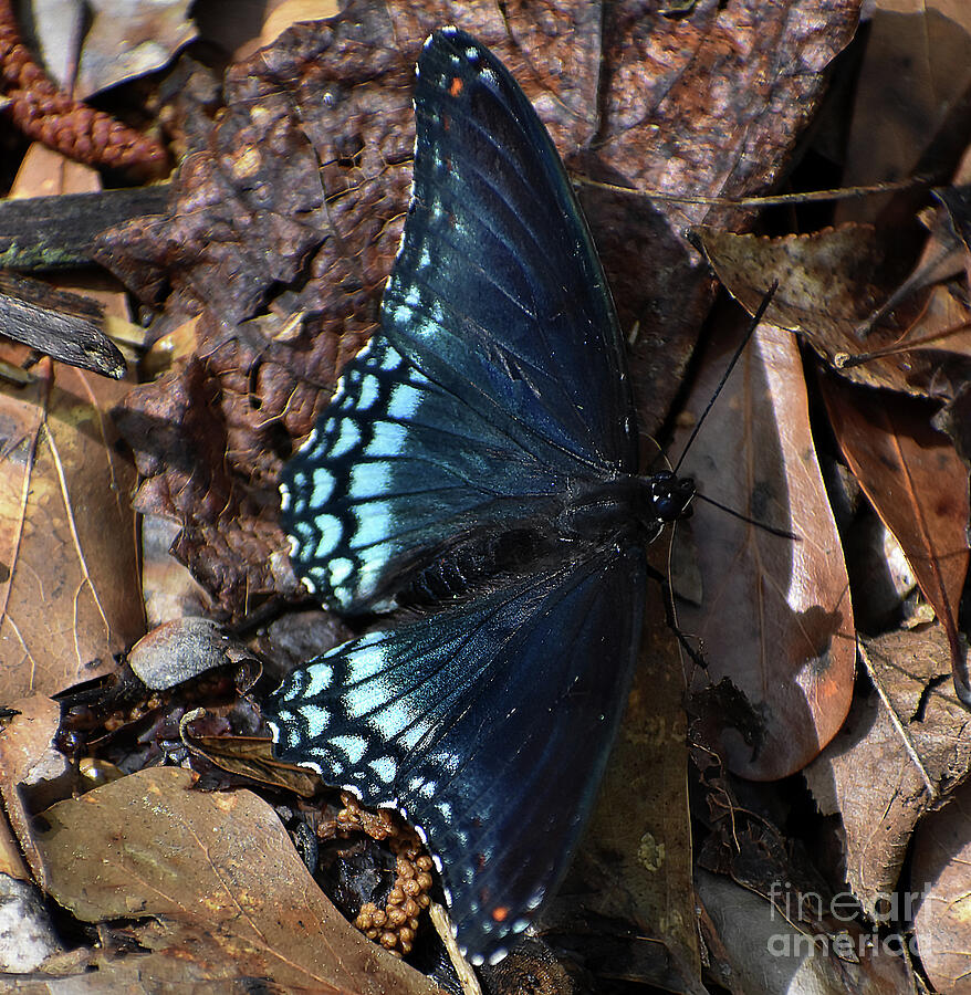 Red Spotted Purple Admiral Photograph by Skip Willits