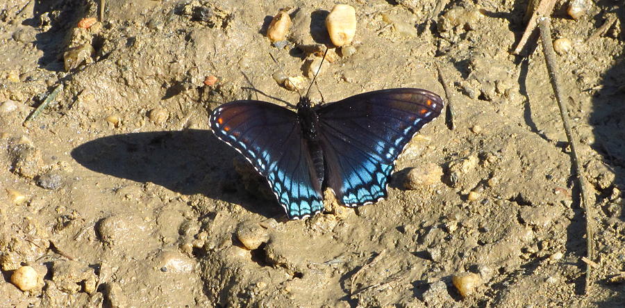 Red Spotted Purple Astyanax Photograph by Joshua Bales