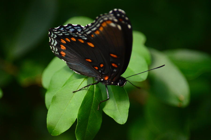 Butterfly Photograph - Red-Spotted Purple Butterfly 15-04 by Maria Urso