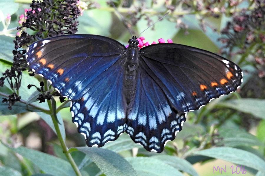 Red-Spotted Purple Butterfly 2 Photograph by Marylee Newman - Fine Art ...