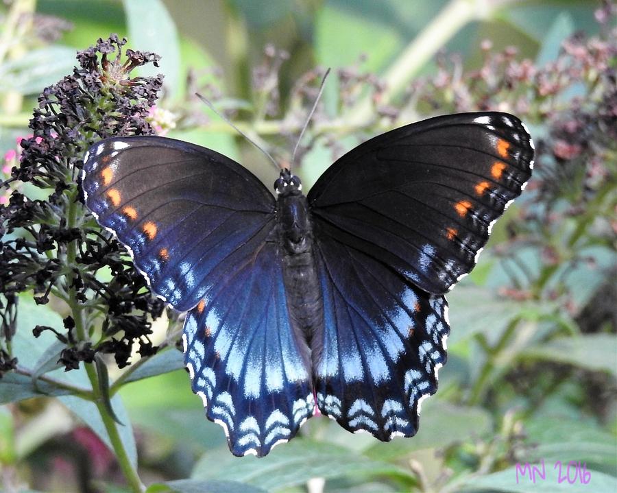 Red-Spotted Purple Butterfly 3 Photograph by Marylee Newman | Fine Art ...