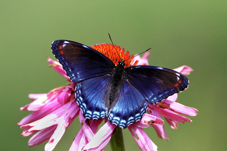 Red Spotted Purple Butterfly Photograph by Brook Burling