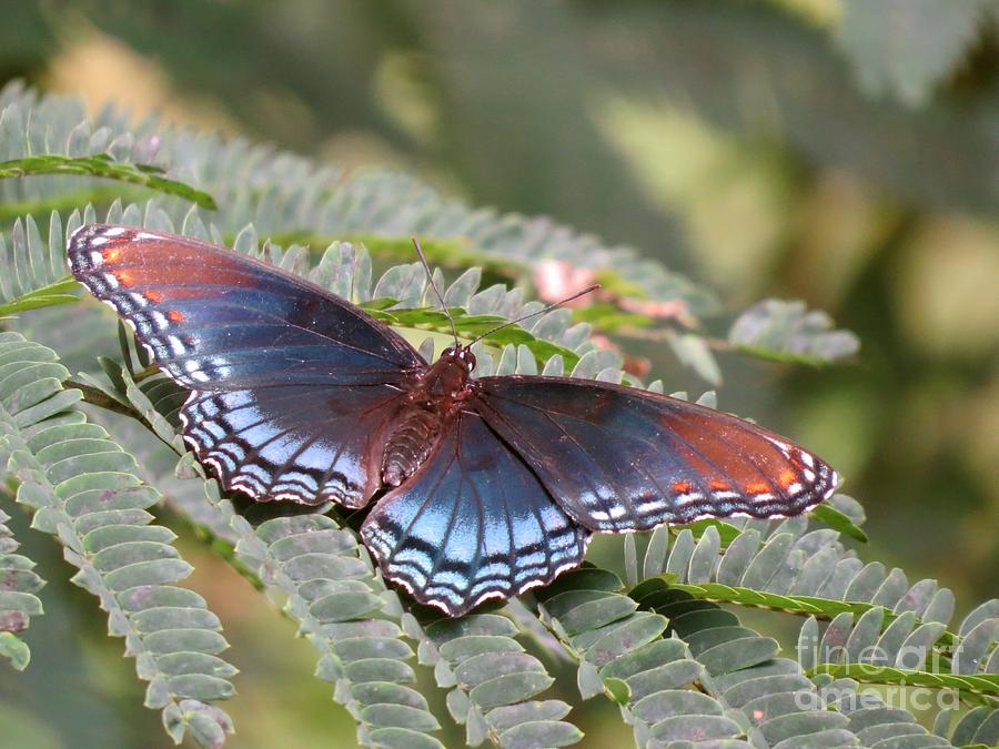 Red-spotted Purple Butterfly Photograph