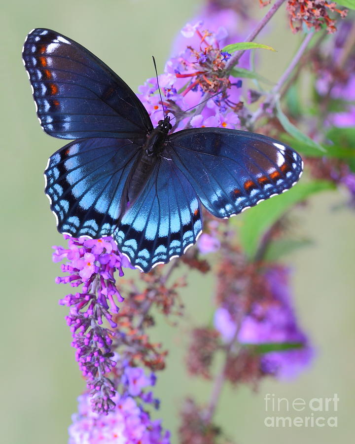 Butterfly Photograph - Red-spotted Purple Butterfly by Dale Niesen