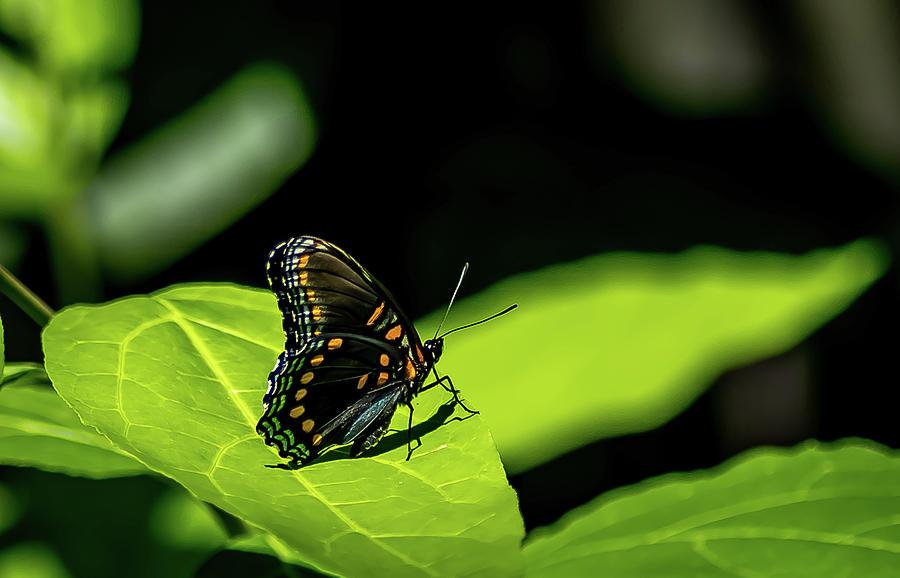 Red-Spotted Purple Butterfly Digital Art by Ed Stines