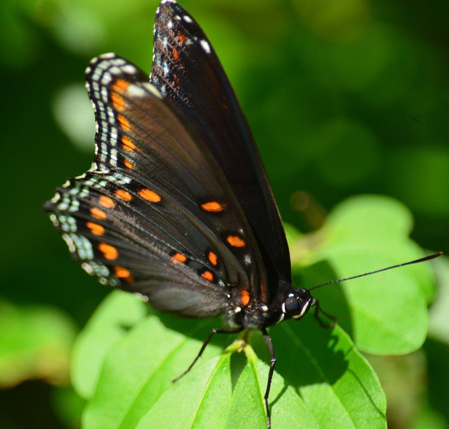 Red Spotted Purple Butterfly II  Photograph by Maria Urso