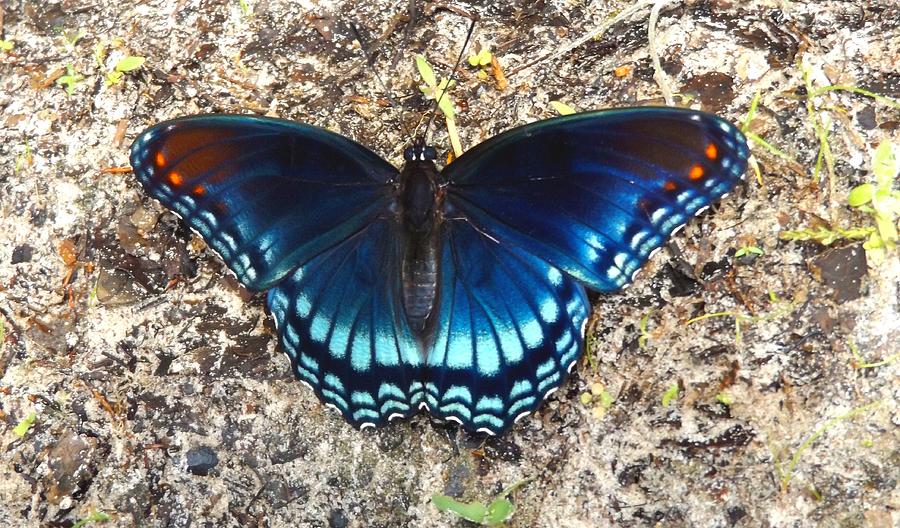 Red Spotted Purple Butterfly Photograph by Julie Pappas