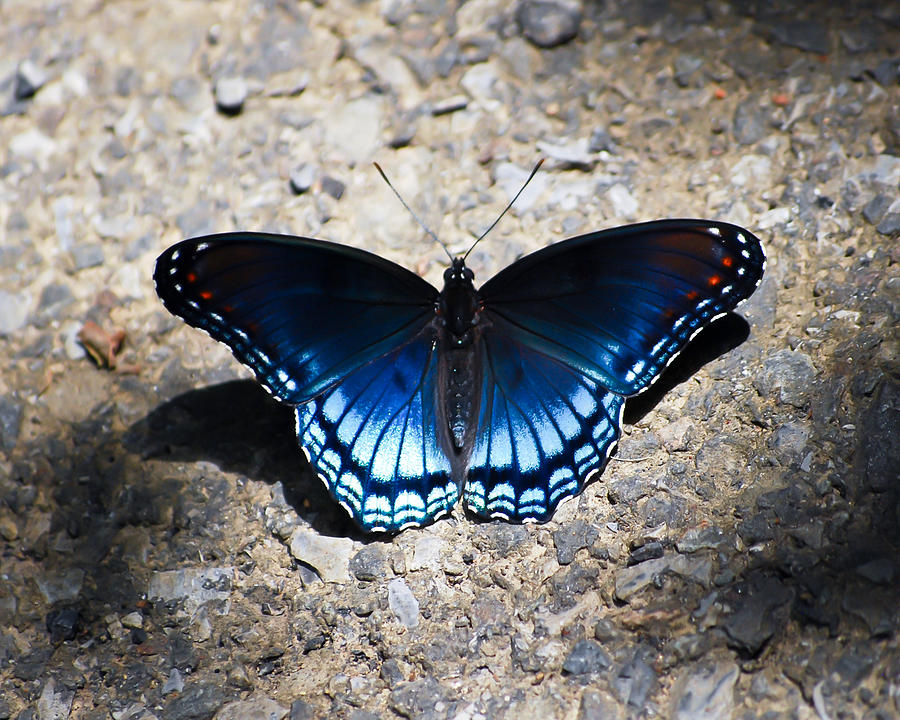 Red-spotted Purple Butterfly Photograph by Kerri Farley