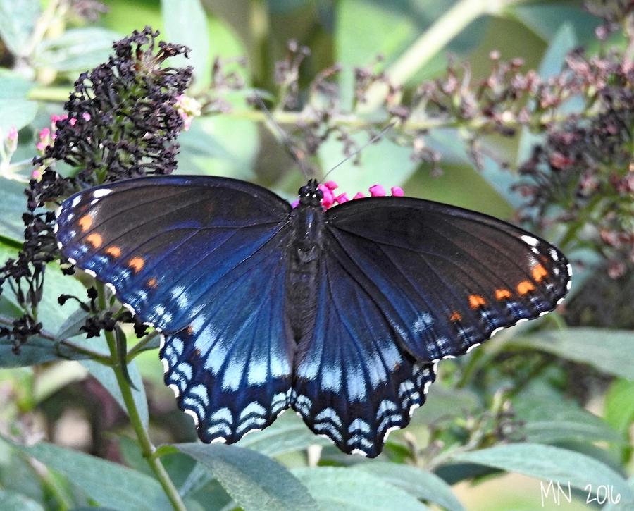 Red-Spotted Purple Butterfly Photograph by Marylee Newman - Fine Art ...