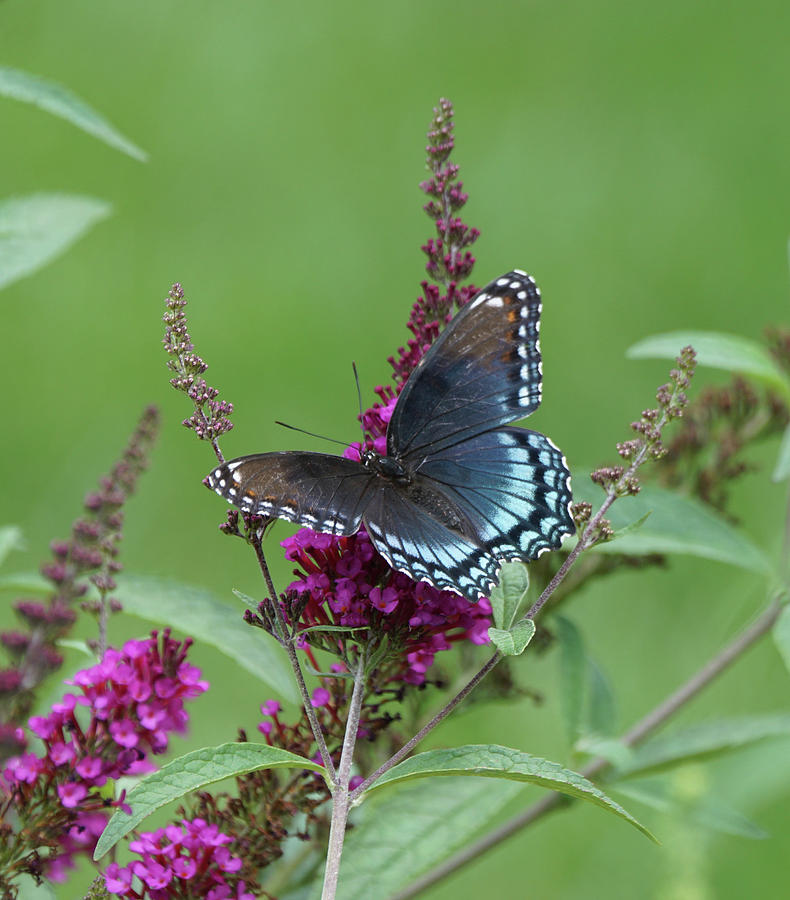 Red-spotted Purple Butterfly on Butterfly Bush Photograph by Robert E Alter Reflections of Infinity