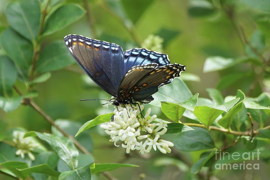 Red-spotted Purple Butterfly on Privet Flowers Photograph by Robert E Alter Reflections of Infinity