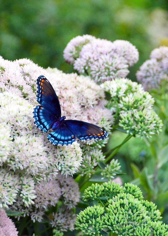 Red Spotted Purple Butterfly on Sedum Photograph by Catherine Sherman