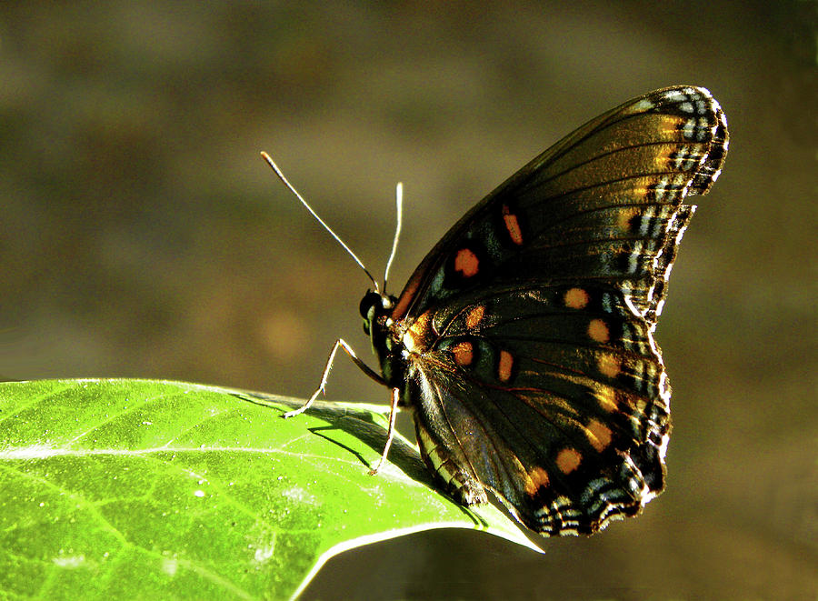 Red Spotted Purple Butterfly Photograph by Sandi OReilly