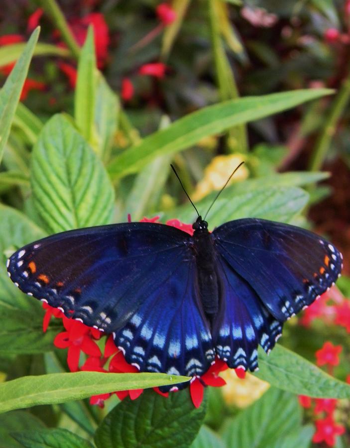 Red Spotted Purple Butterfly Photograph by Warren Thompson